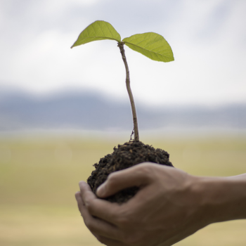 Planter un arbre pour une naissance